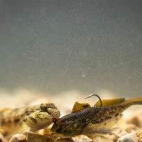 Westin Gunnar The Goby RTF
